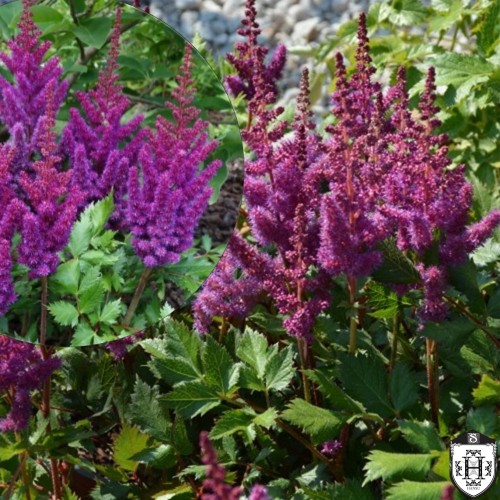 Astilbe chinensis 'Little Vision in Purple' - Hiina astilbe 'Little Vision in Purple' C2/2L